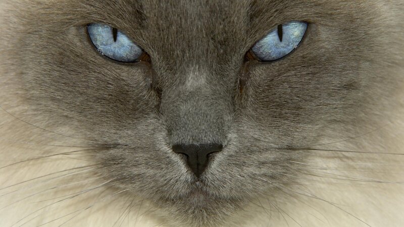 close-up of a cat's face