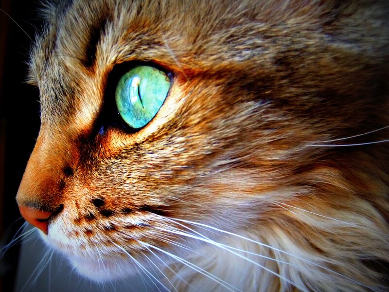 close-up of a cat's face