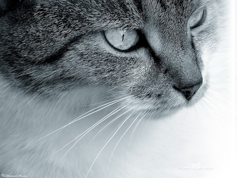 close-up of a cat's face