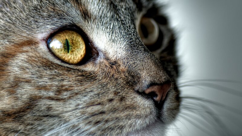 close-up of a cat's face