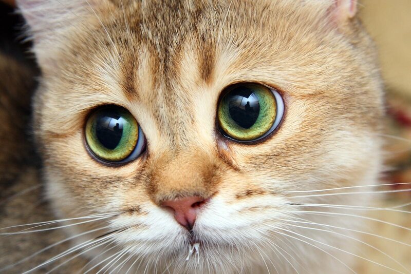 close-up of a cat's face