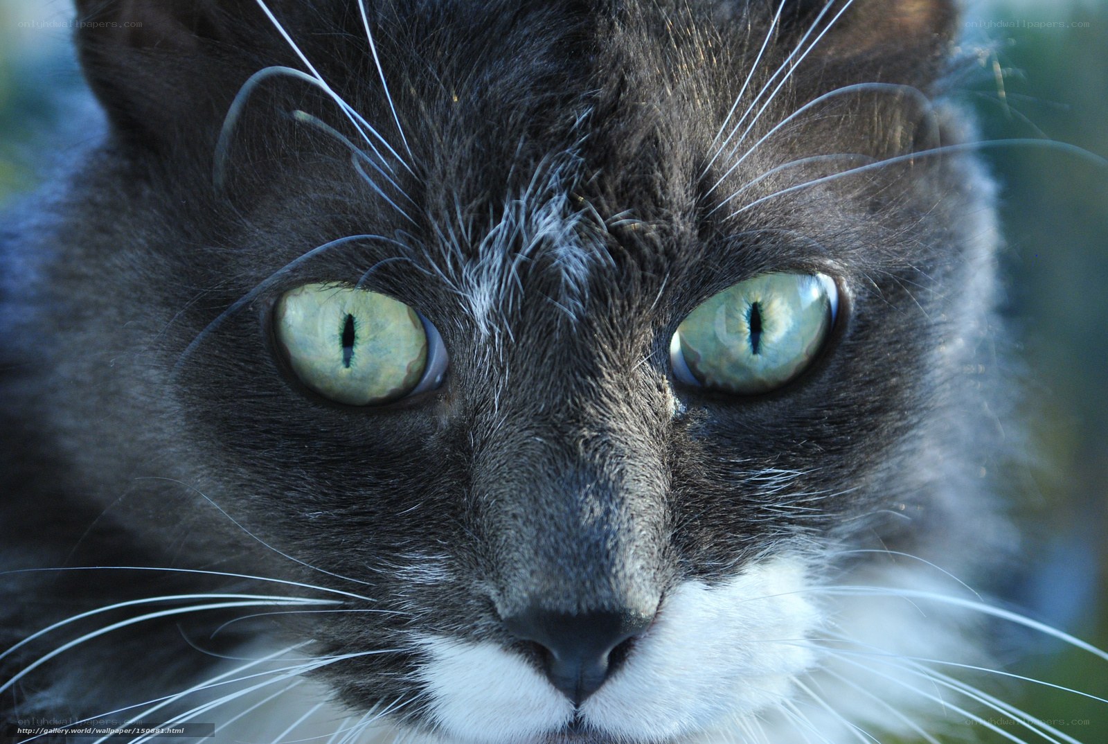 close-up of a cat's face