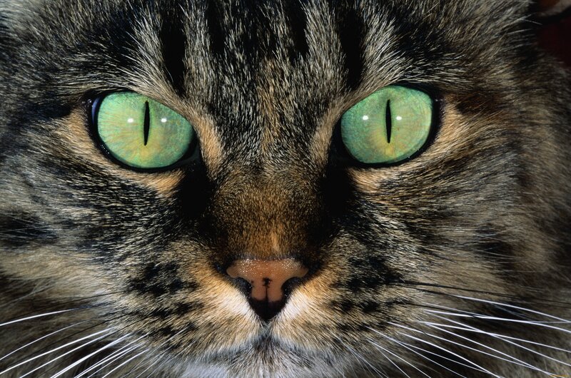 close-up of a cat's face