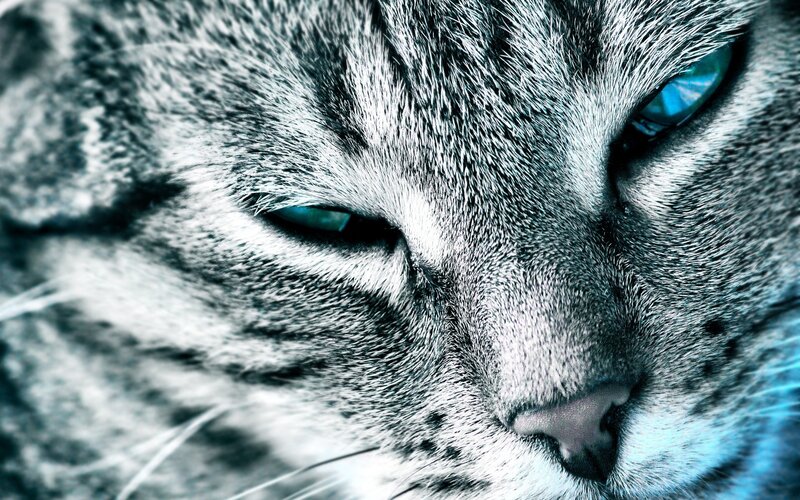 close-up of a cat's face