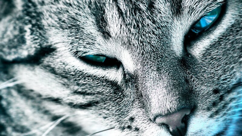 close-up of a cat's face