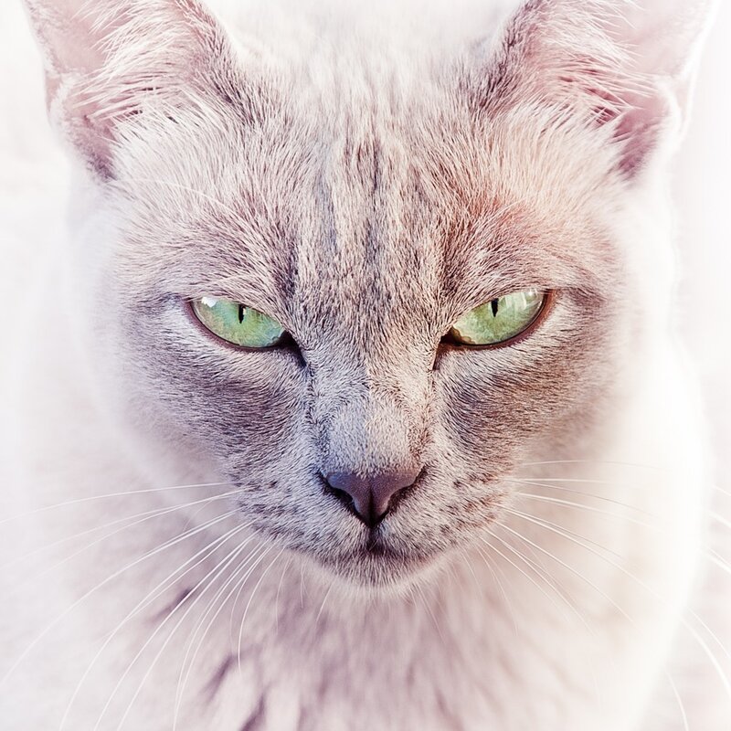 close-up of a cat's face