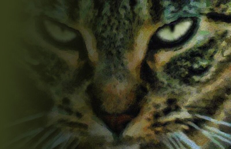 close-up of a cat's face