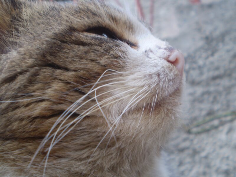 close-up of a cat's face