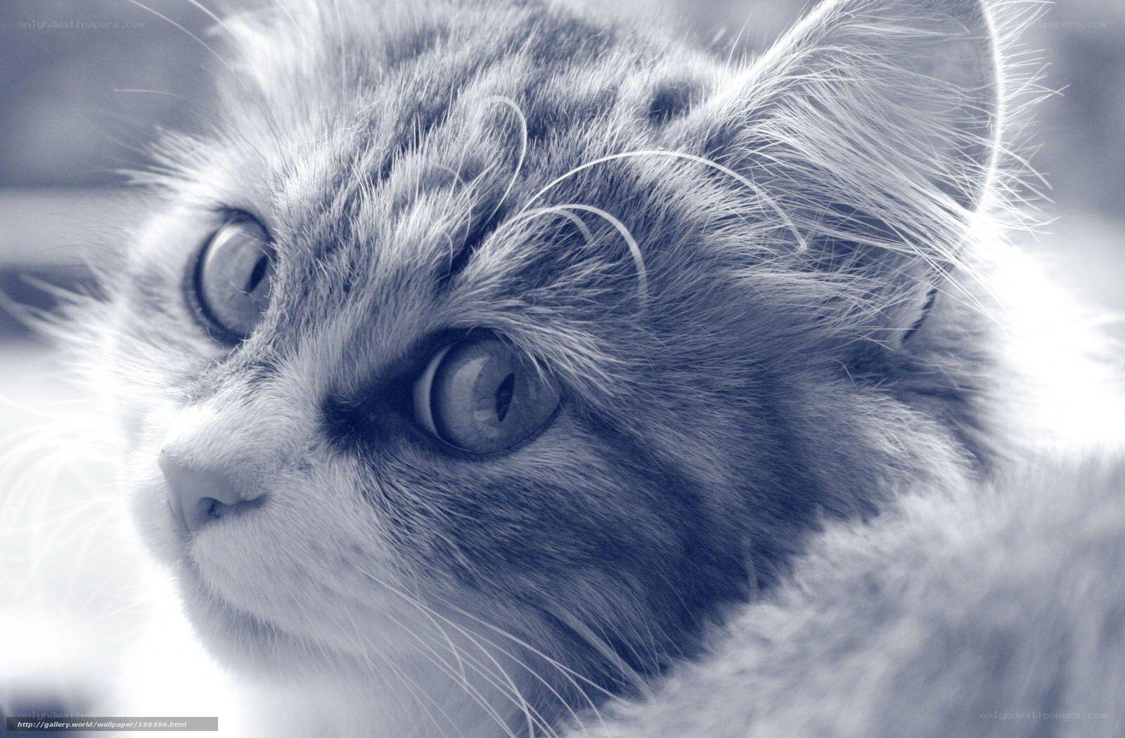 close-up of a cat's face