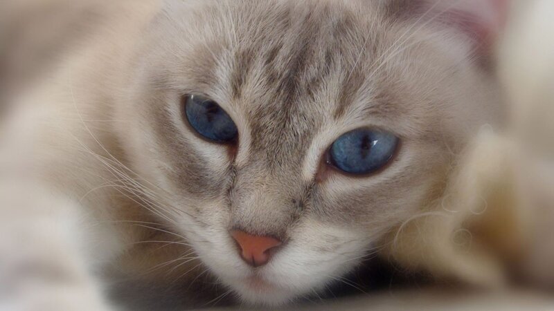 close-up of a cat's face