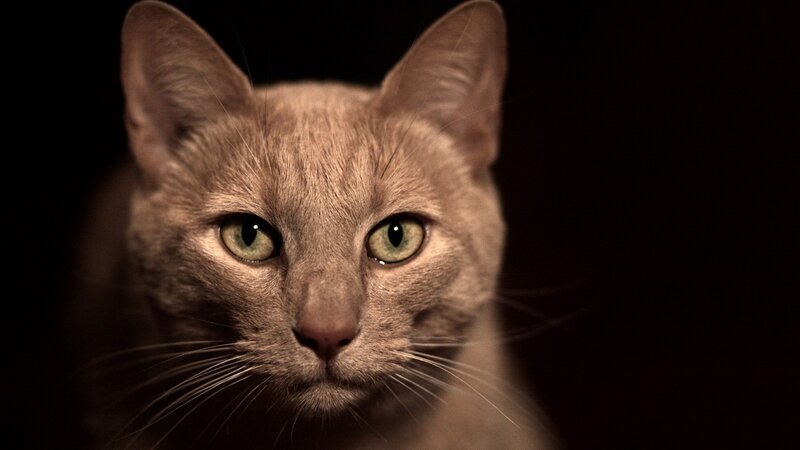 close-up of a cat's face