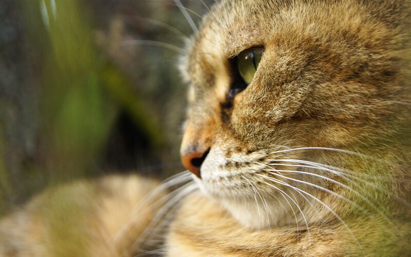 close-up of a cat's face