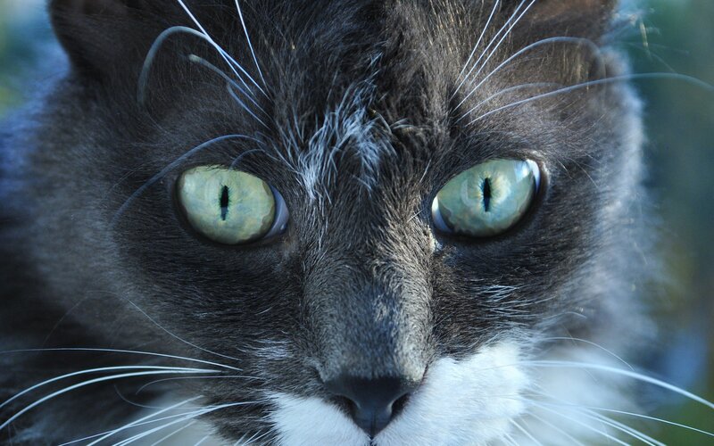 close-up of a cat's face