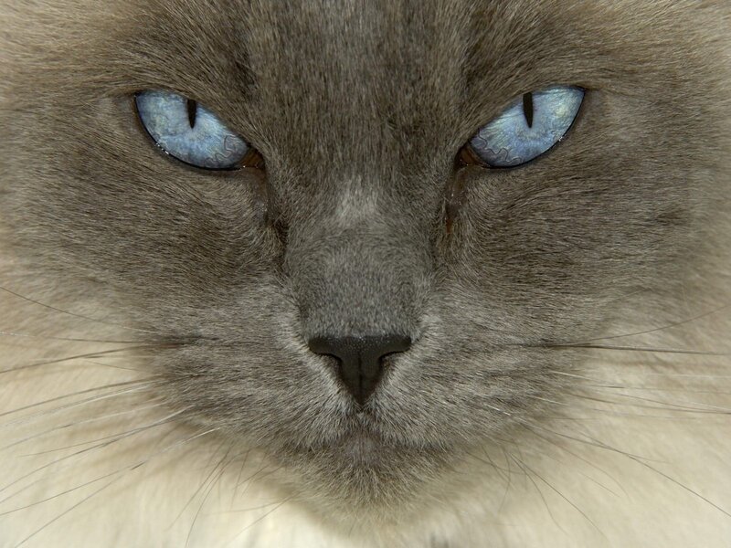 close-up of a cat's face