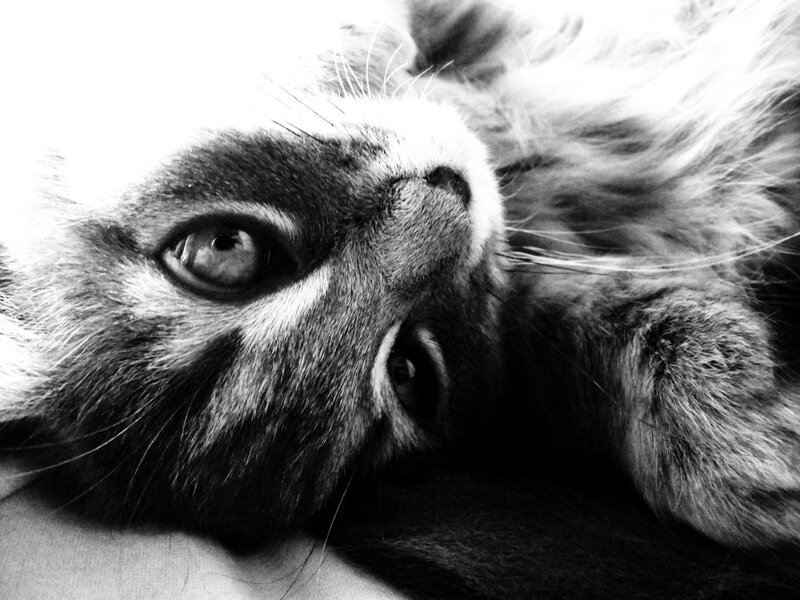close-up of a cat's face