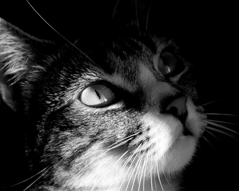 close-up of a cat's face