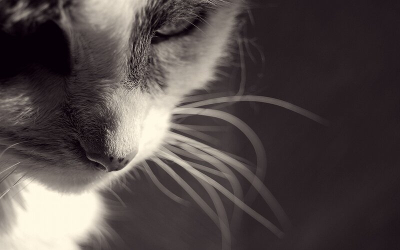 close-up of a cat's face