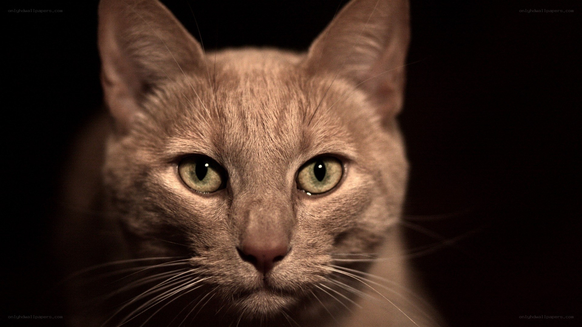 close-up of a cat's face