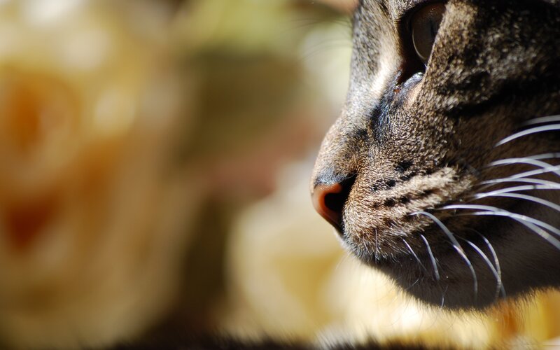 close-up of a cat's face