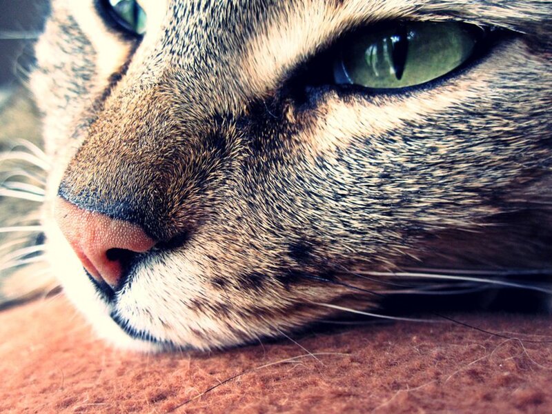 close-up of a cat's face