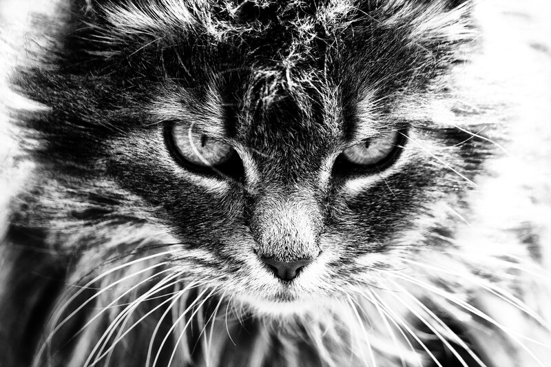 close-up of a cat's face