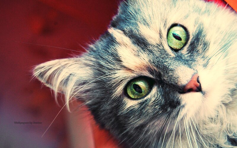 close-up of a cat's face