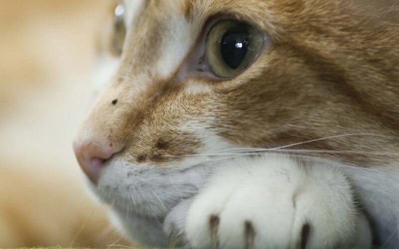 close-up of a cat's face