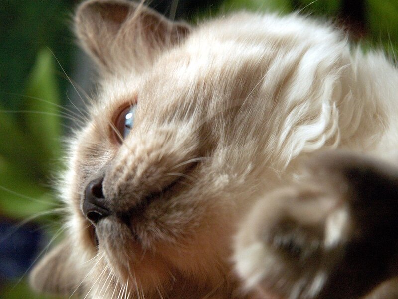 close-up of a cat's face