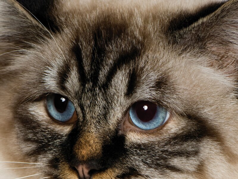 close-up of a cat's face