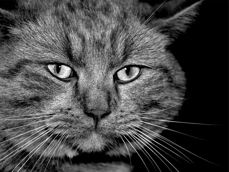 close-up of a cat's face