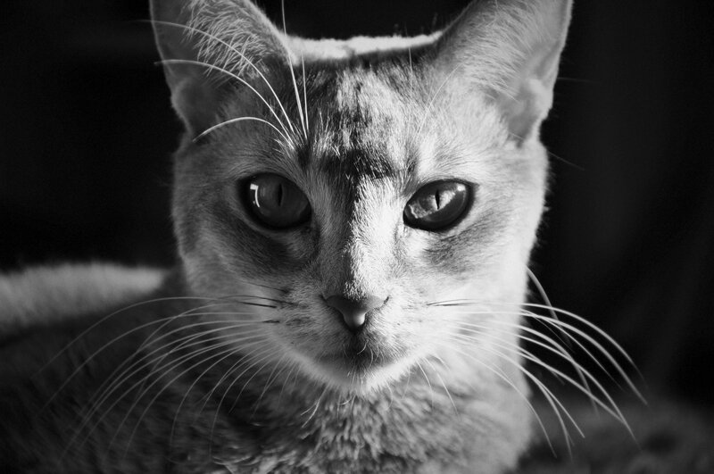 close-up of a cat's face