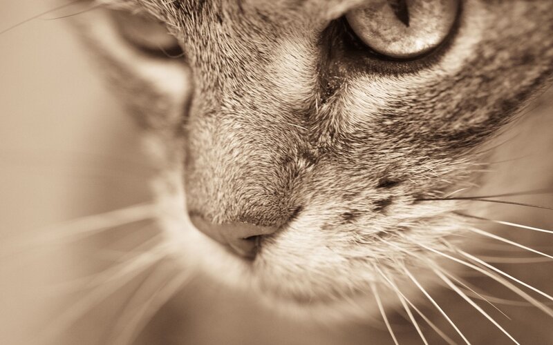 close-up of a cat's face