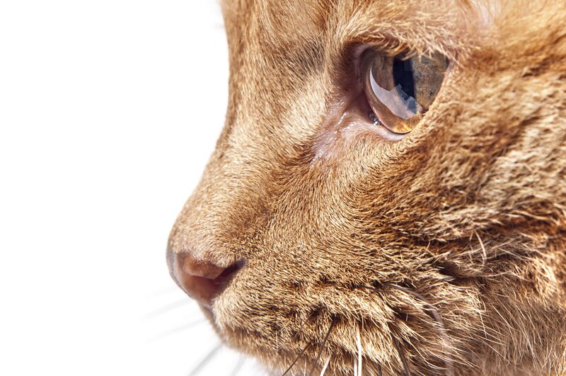 close-up of a cat's face
