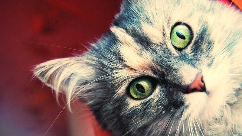 close-up of a cat's face