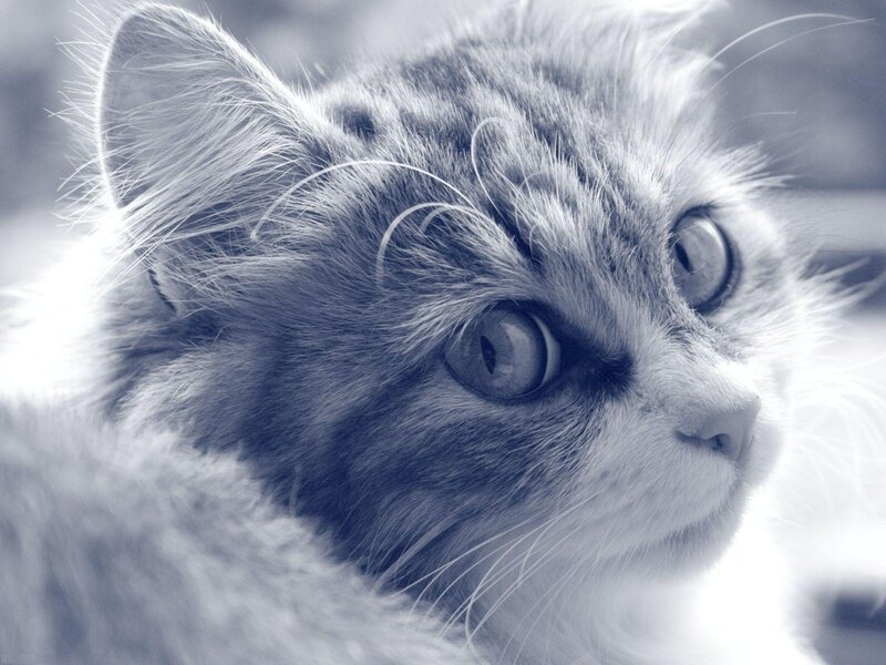 close-up of a cat's face