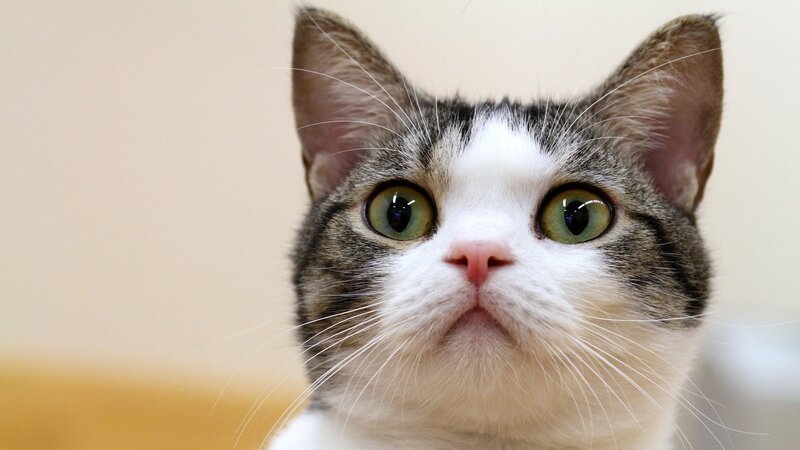 close-up of a cat's face