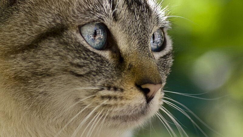 close-up of a cat's face