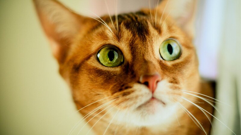 close-up of a cat's face