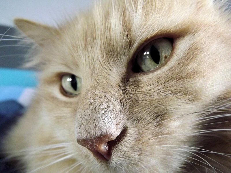 close-up of a cat's face