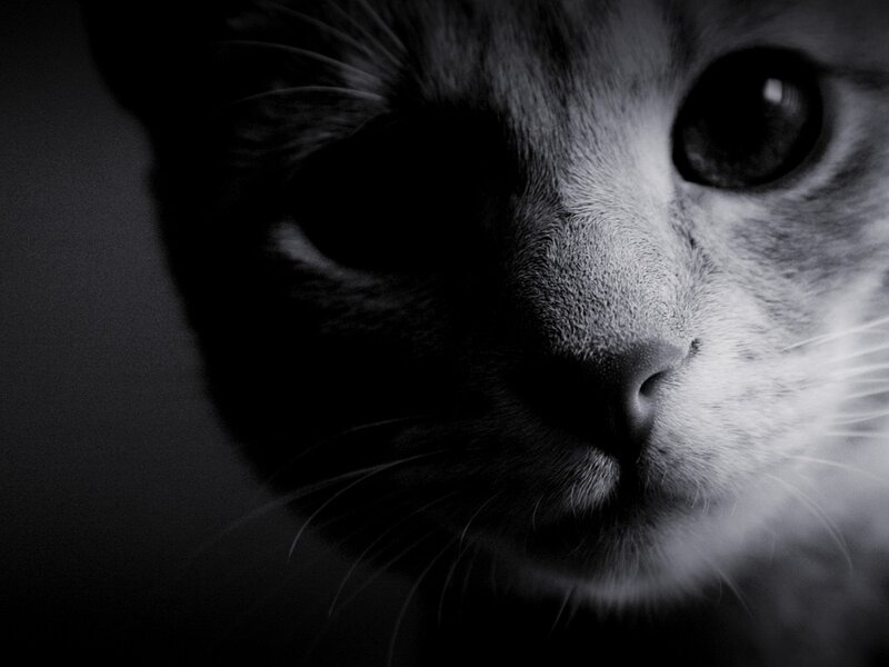 close-up of a cat's face
