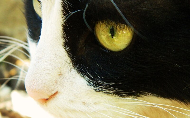 close-up of a cat's face