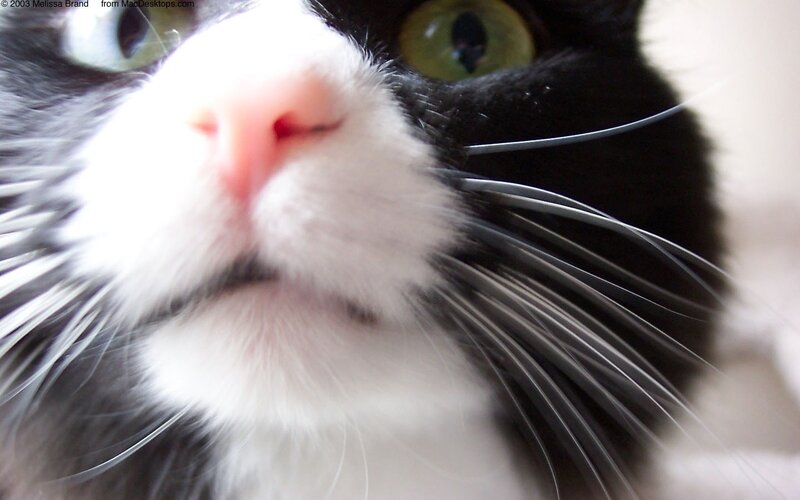 close-up of a cat's face