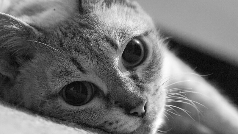 close-up of a cat's face