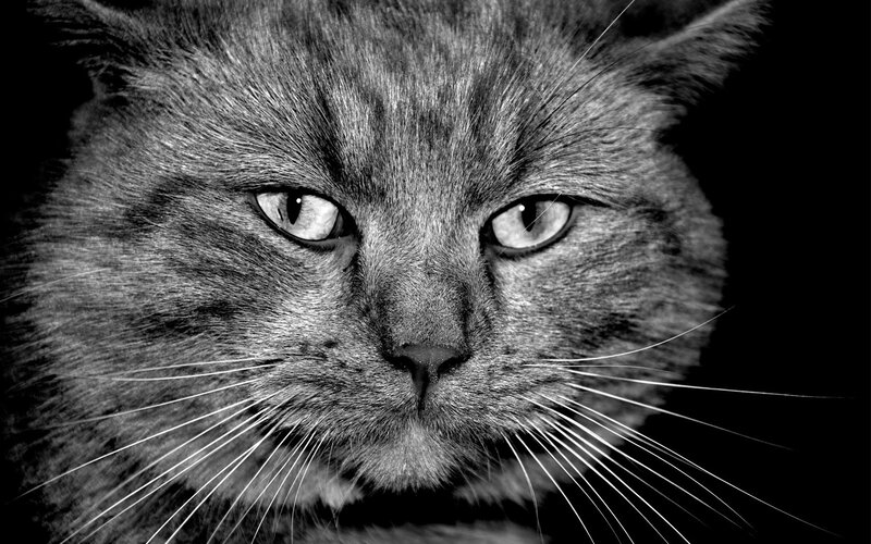 close-up of a cat's face