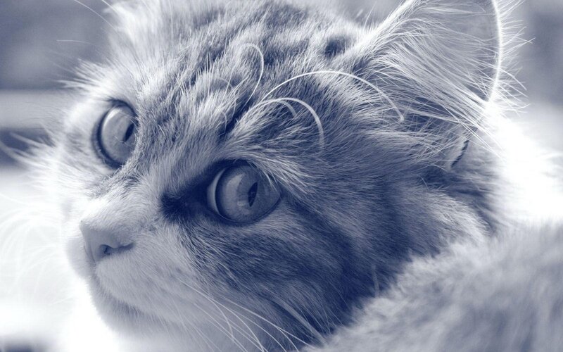 close-up of a cat's face