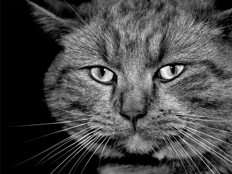 close-up of a cat's face