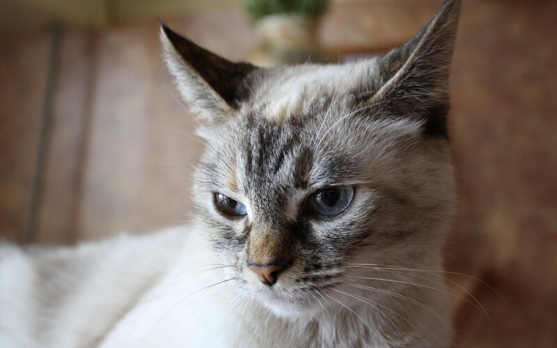 close-up of a cat's face
