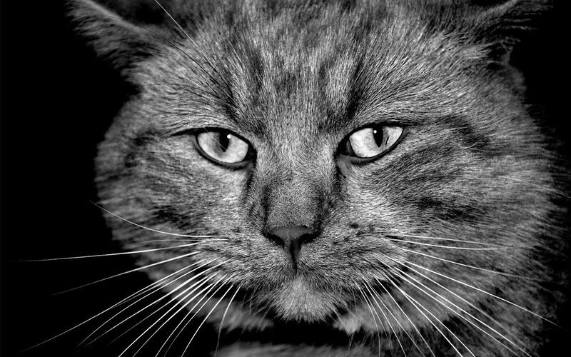 close-up of a cat's face