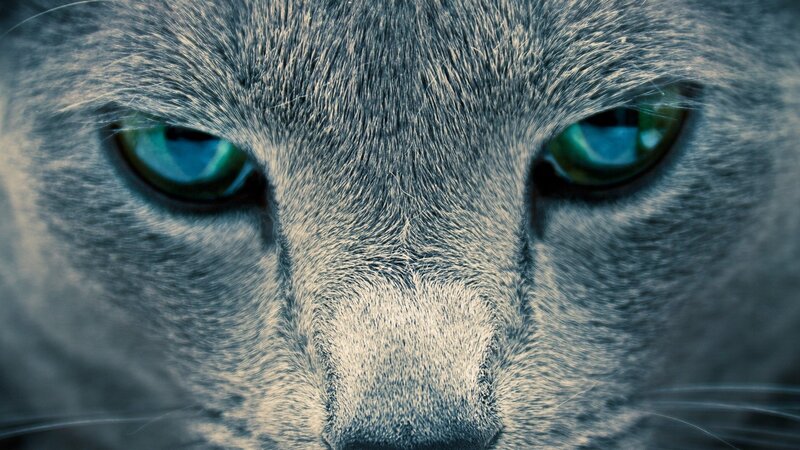 close-up of a cat's face