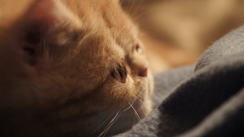 close-up of a cat's face